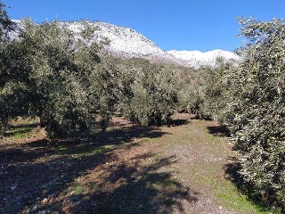 Suelo rústico en Cortijo de El Fraile - Huelma - Jaén 7