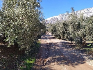 Suelo rústico en Cortijo de El Fraile - Huelma - Jaén 8