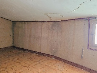 Olmillo 11