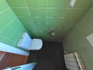 Abedul 21