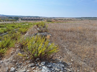 F4 EL MAJUELO NORTE 5