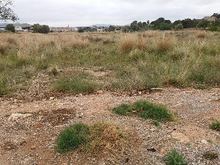 SAFAREIG. PARAJE CASABLANCA, Polígono 49, PARCELA 269 y 270 2