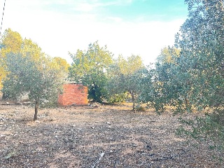 DISEMINADOS (P-27) 5