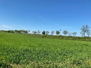 PICACHO,LEBRERA,ESTACADA 13