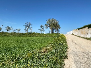 PICACHO,LEBRERA,ESTACADA 14
