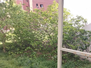 MAYOR 16