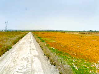 CARRIZALES, POLÍGONO 56, PARCELA 17