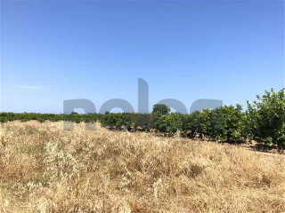 otros en venta , Borriana/Burriana 3