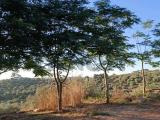otros en venta , Montoro , 236500 m2 2
