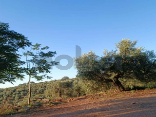 otros en venta , Montoro , 236500 m2 3