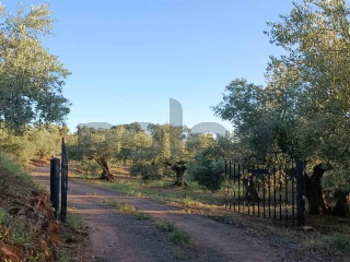 otros en venta , Montoro , 236500 m2 4