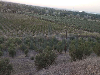 otros en venta , Sanlucar La Mayor , 53602 m2 4