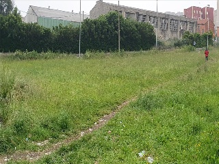 ALBERICIA 26