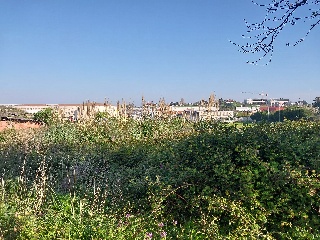 ALBERICIA 28