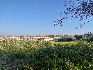 ALBERICIA 29