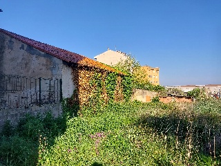 ALBERICIA 31