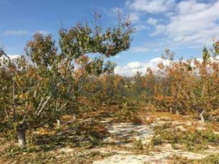 otros en venta , Cieza , 14453 m2 33