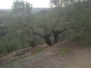 otros en venta , Montoro , 76593 m2 22