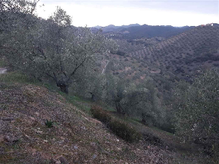 otros en venta , Montoro , 76593 m2 24