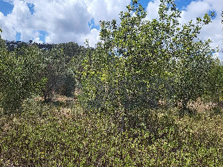 otros en venta , Pedreguer , 3695 m2 15