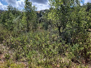 otros en venta , Pedreguer , 3695 m2 18
