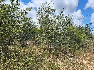 otros en venta , Pedreguer , 3695 m2 20
