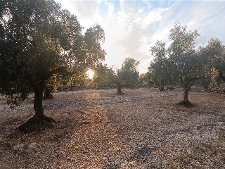 MAS DE CAQUE, POLIGONO 1, PARCELA 12