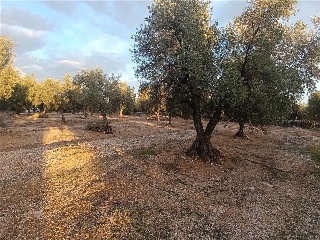 MAS DE CAQUE, POLIGONO 1, PARCELA 13