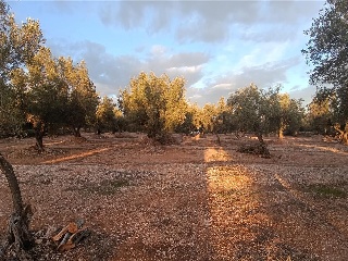 MAS DE CAQUE, POLIGONO 1, PARCELA 14