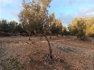 MAS DE CAQUE, POLIGONO 1, PARCELA 15