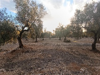 MAS DE CAQUE, POLIGONO 1, PARCELA 16