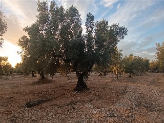 MAS DE CAQUE, POLIGONO 1, PARCELA 17