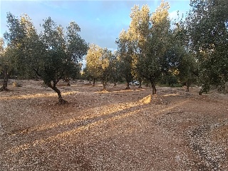 MAS DE CAQUE, POLIGONO 1, PARCELA 18