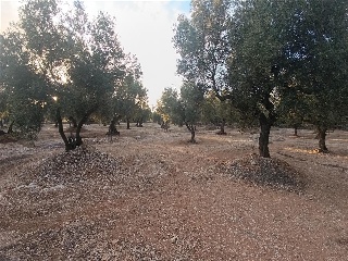 MAS DE CAQUE, POLIGONO 1, PARCELA 19