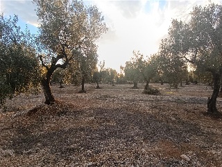MAS DE CAQUE, POLIGONO 1, PARCELA 20