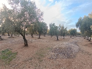 MAS DE CAQUE, POLIGONO 1, PARCELA 21