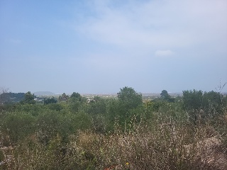 PAI PENYA ROJA 19
