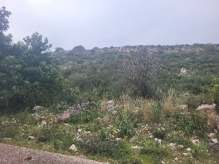 PAI PENYA ROJA 20