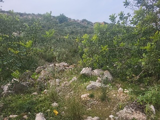 PAI PENYA ROJA 21