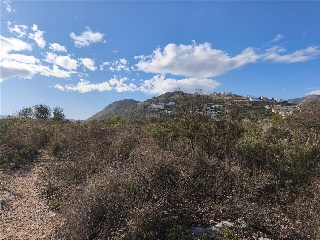 COSTERA NEGRA;PARCELA 173 22