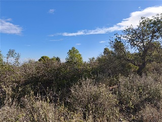 COSTERA NEGRA;PARCELA 173 24