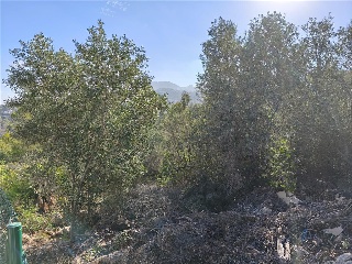 COSTERA NEGRA;PARCELA 173 26