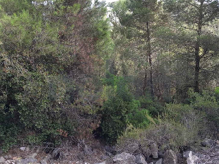 otros en venta , Alginet , 476 m2 7