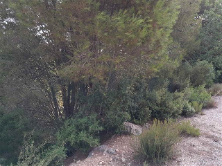 otros en venta , Alginet , 476 m2 15