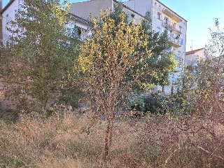 Puig 7