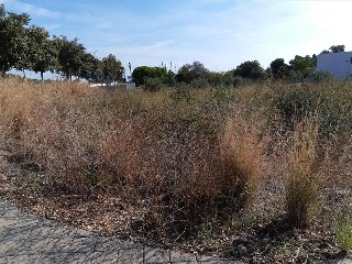 ROCA TALLADA 4