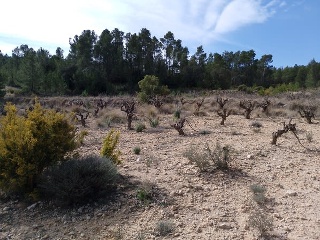 Nave industrial en Cañada del Señorito - Requena - Valencia 5
