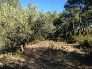 Otros en venta en Segorbe de 10000  m²