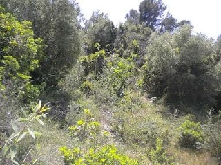 Pisos banco Alzira