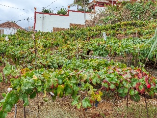 Solar Urbano en Santa Úrsula 4